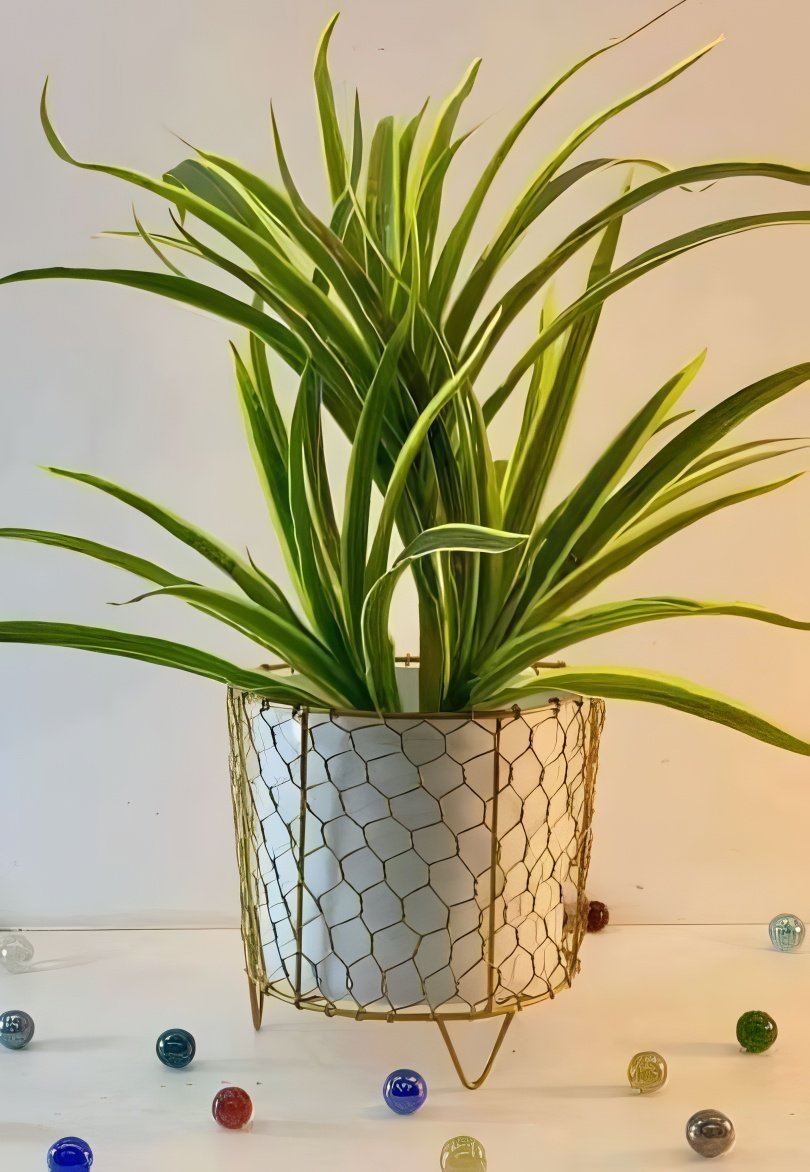 Hexagonal Mesh Metal Pot with Stand – Black & Gold