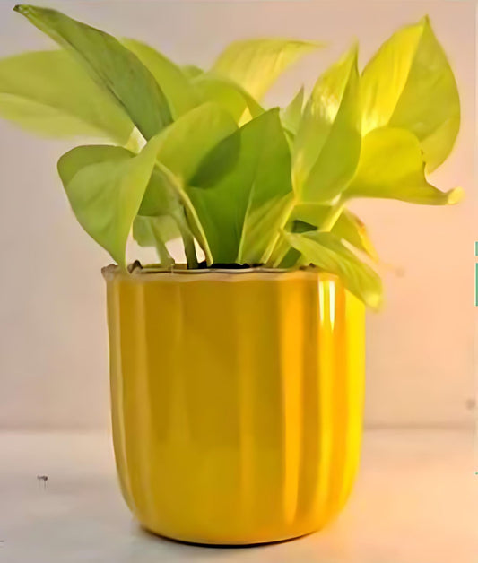 Compact Round Metal Planter – Smooth Gloss Finish