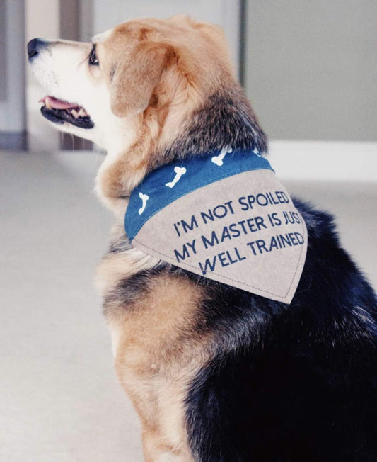 Slip on Bandana: Small/Medium (Fido)