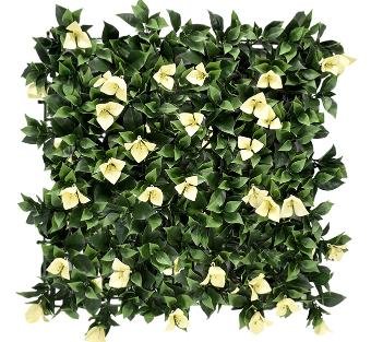 Bougainvillea White Vertical Garden 50cmx50cm