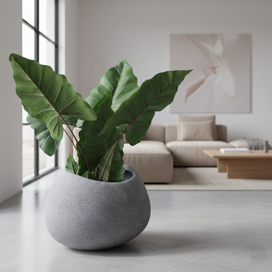 Potted plant in a modern living room setting