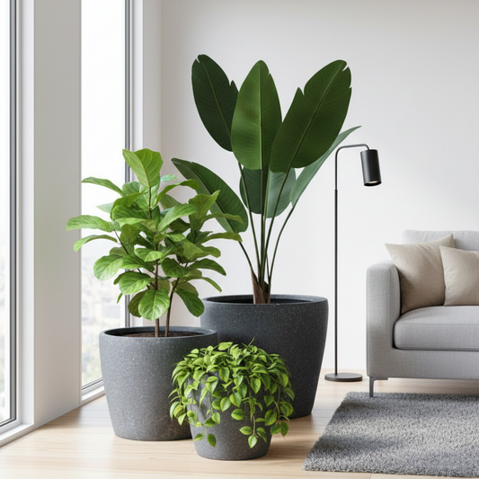 Three potted plants in a modern living room with a gray sofa and lamp.