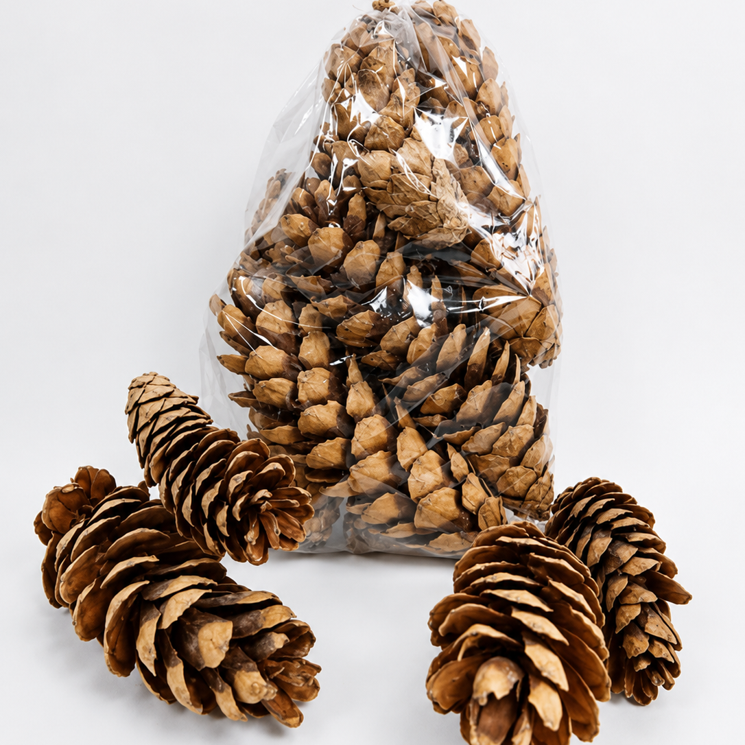 Premium Natural Dried Pine Cones