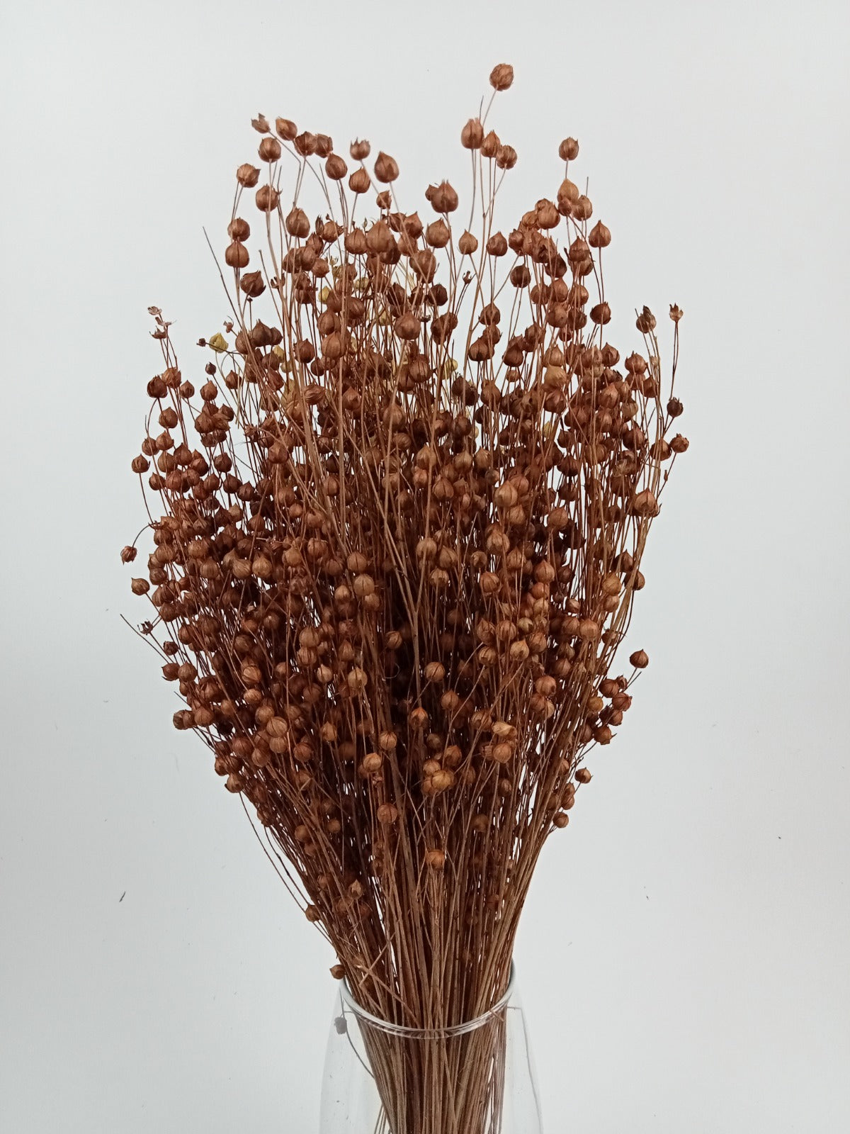 Light Brown Dried Linum (Flax) Bundle