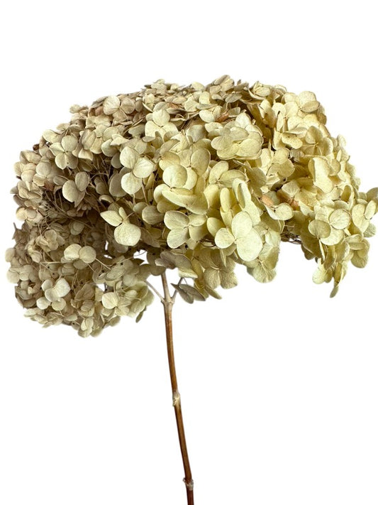 Preserved Natural Hydrangea Stems