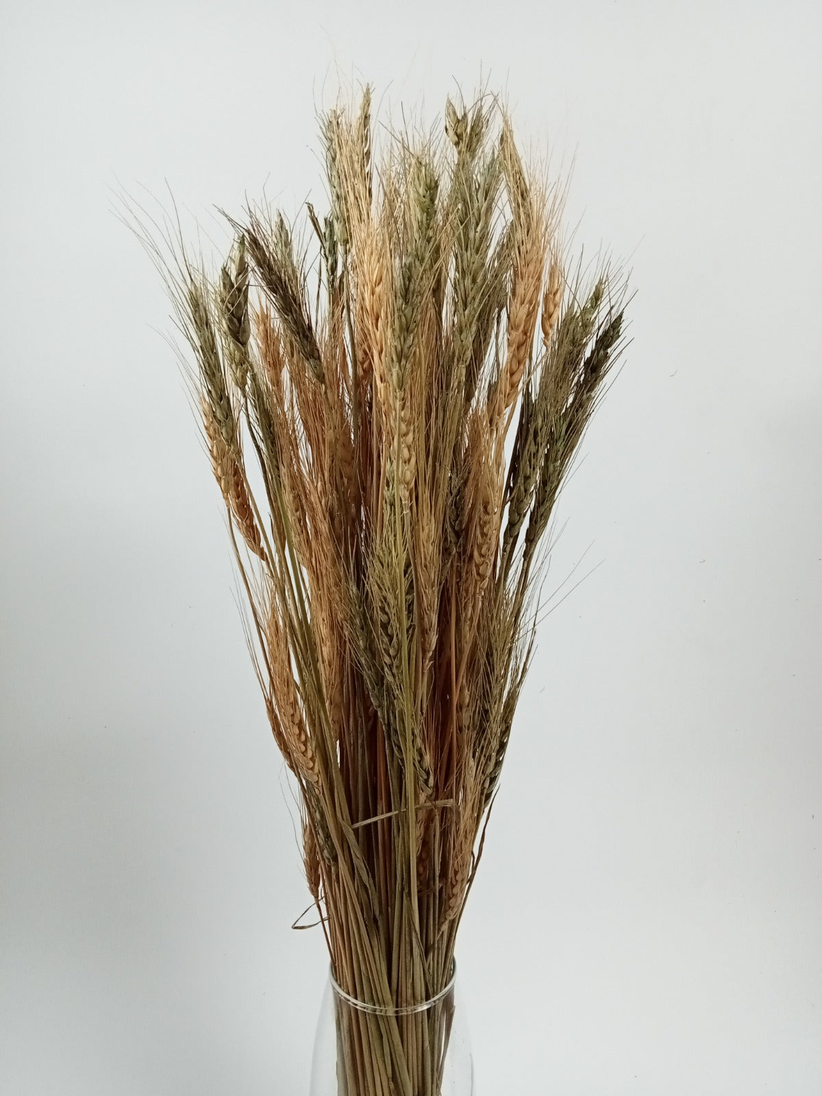 Natural Dried Wheat Grass (Linum) Bundle