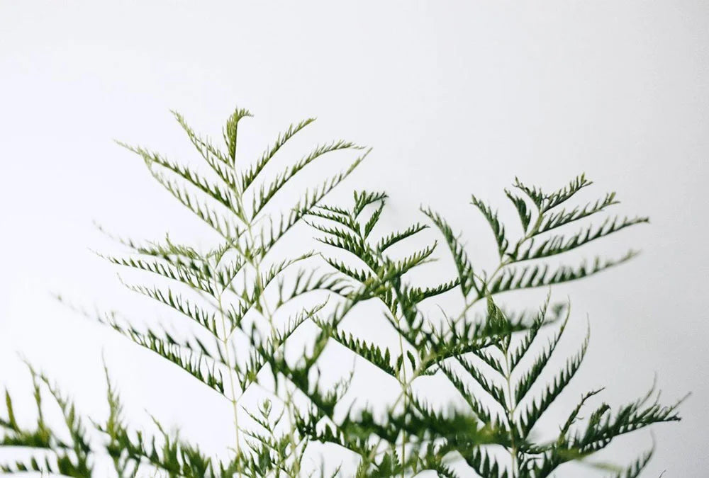 Natural plants Versus Faux Plants in Indoor gardens.