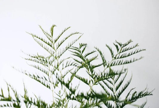 Natural plants Versus Faux Plants in Indoor gardens.