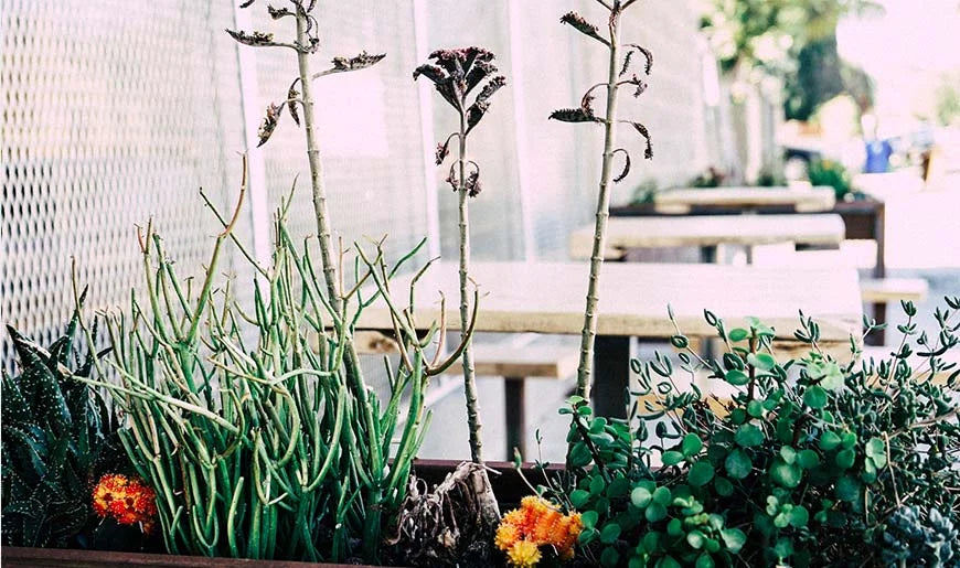 The basics of house plant care