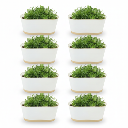 Nine small white pots with gold bases containing green plants on a white background