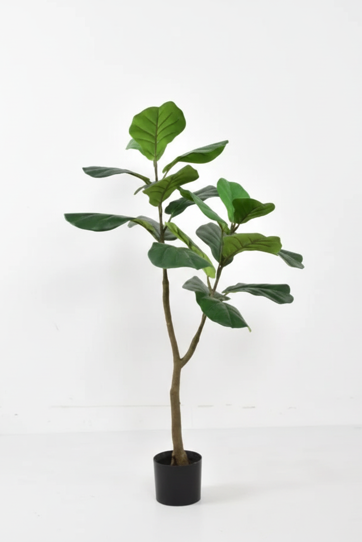 Potted plant on a white background