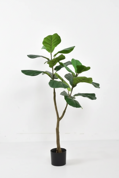 Potted plant on a white background