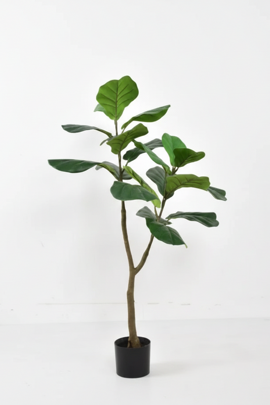 Potted plant on a white background