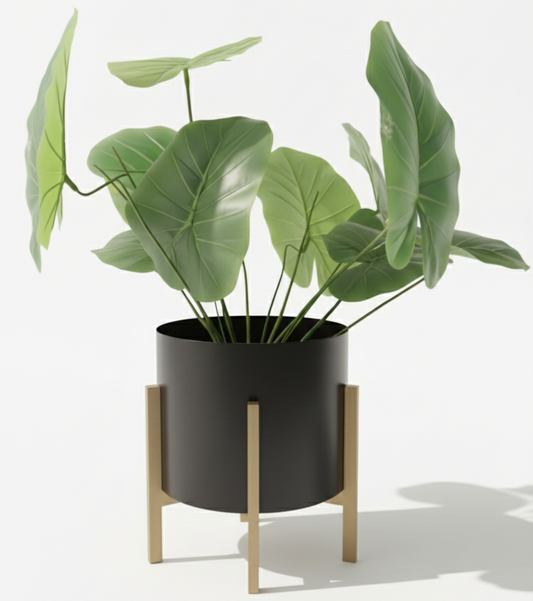 Green potted plant in a black pot with wooden stand on a white background