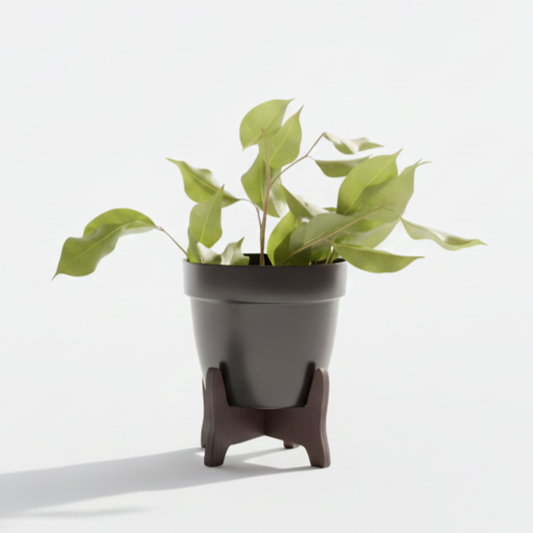 Potted plant on a stand with a white background