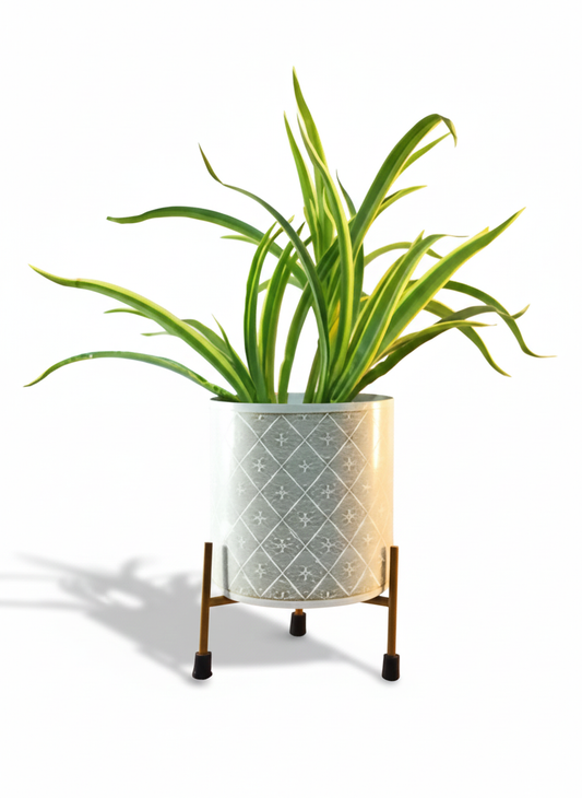 Potted plant with decorative stand on a white background