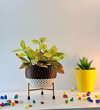 Elevated Round Iron Planter with Stand