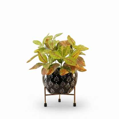 Potted plant on a stand with a decorative black pot on a white background