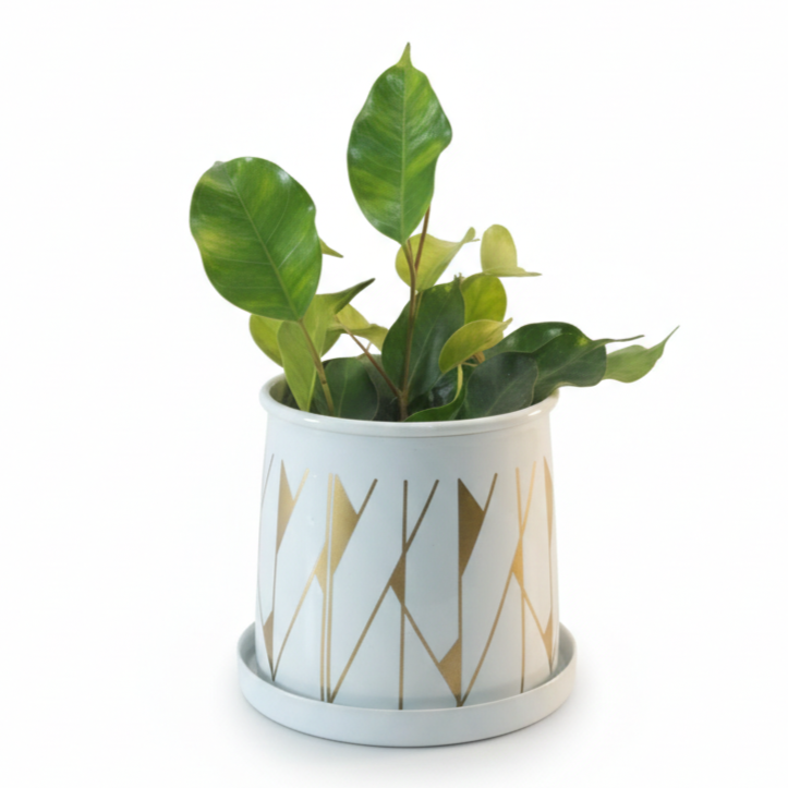 Compact Printed Metal Planter with Base Plate