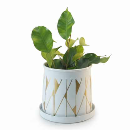 Compact Printed Metal Planter with Base Plate
