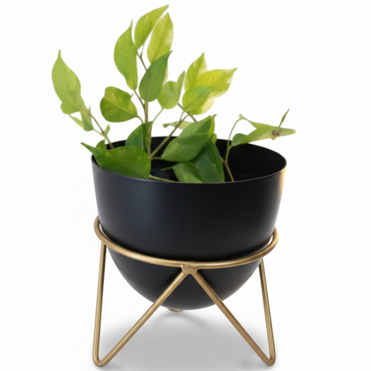 Black planter with green plant on a gold stand against a white background