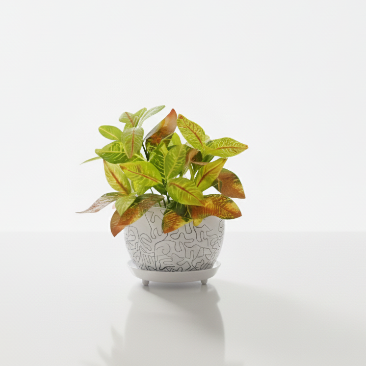 Potted plant with green and yellow leaves on a white background