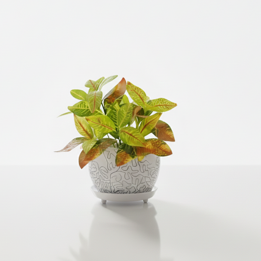 Potted plant with green and yellow leaves on a white background