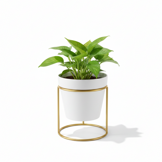 Potted plant with a white pot and gold stand on a white background