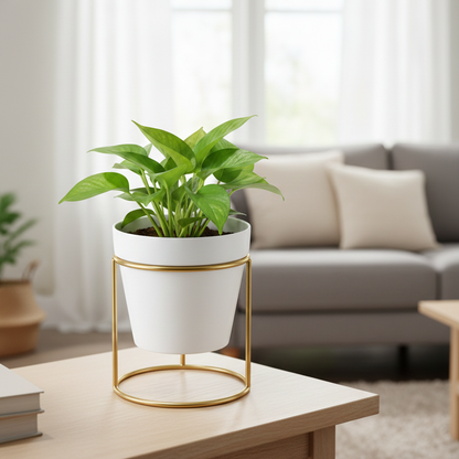 White planter with green plant on a wooden table in a living room setting