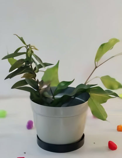 Compact Metal Planter with Circular Base