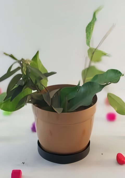 Compact Metal Planter with Circular Base