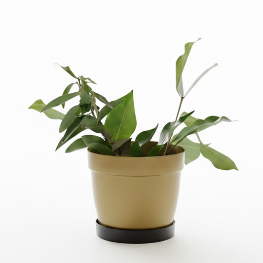 Potted plant with green leaves on a white background
