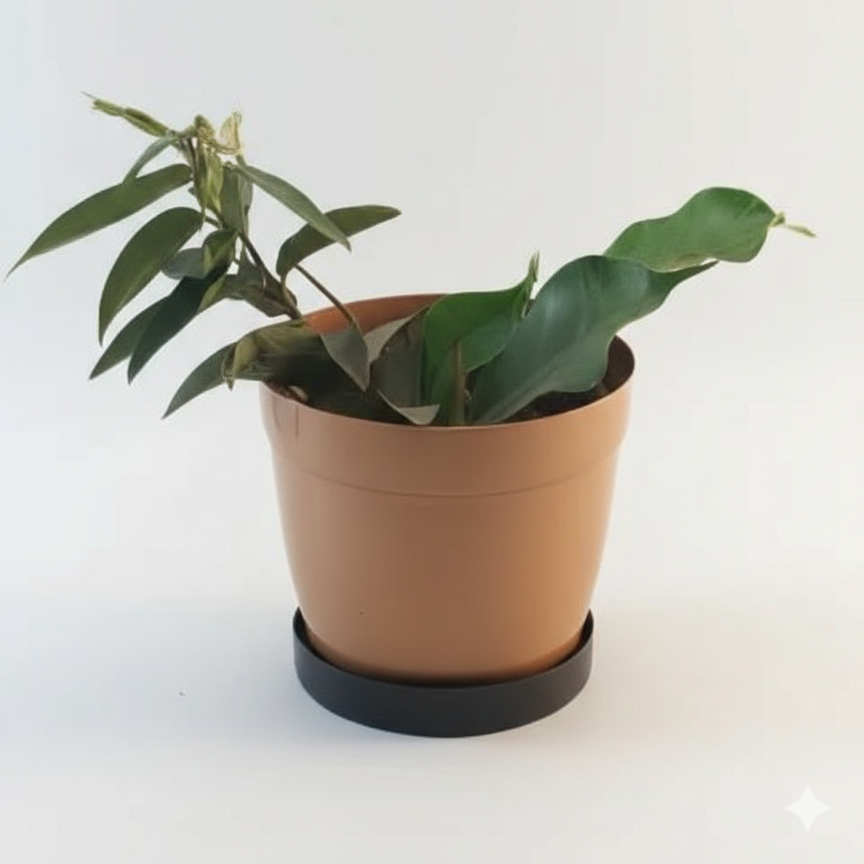 Compact Metal Planter with Circular Base