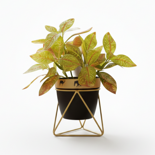 Potted plant with decorative pot on a white background