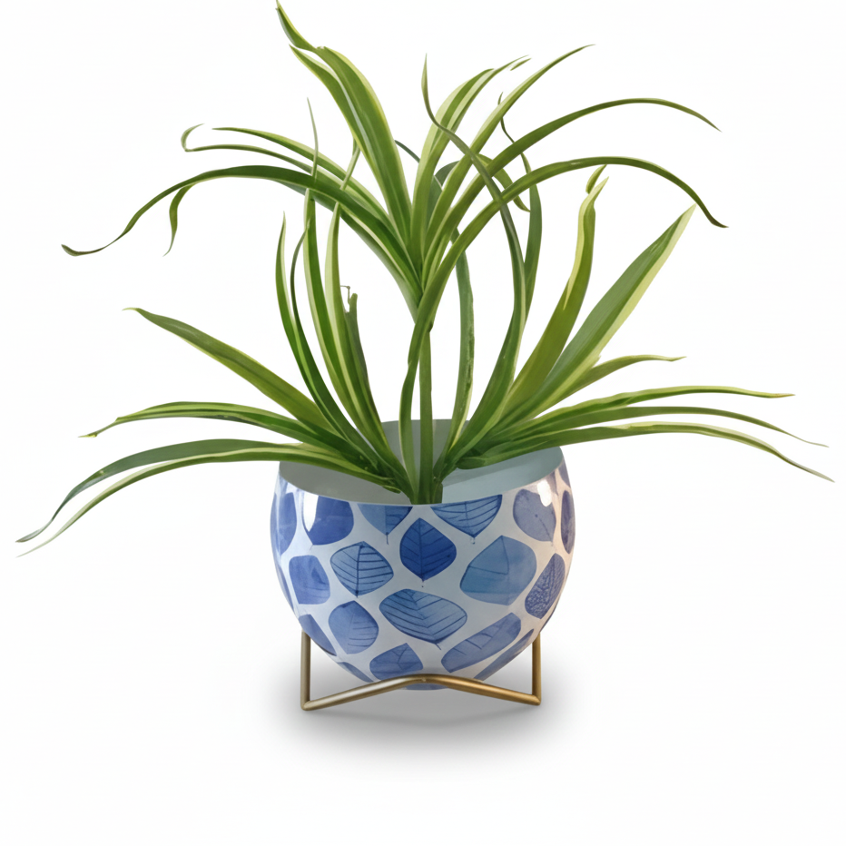 Green plant in a blue patterned pot on a white background