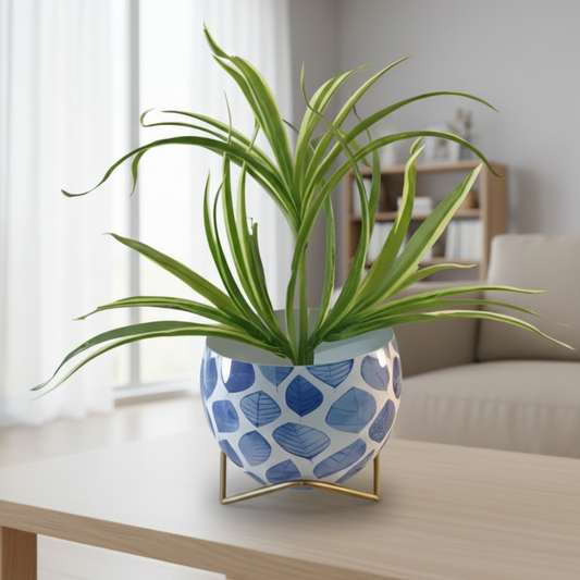 Potted plant with a blue patterned pot on a table in a room.