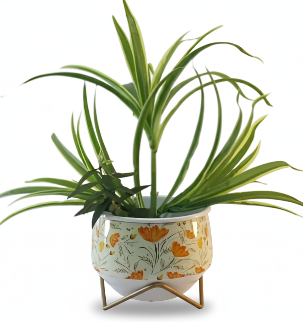Potted plant with a decorative pot featuring floral patterns on a white background
