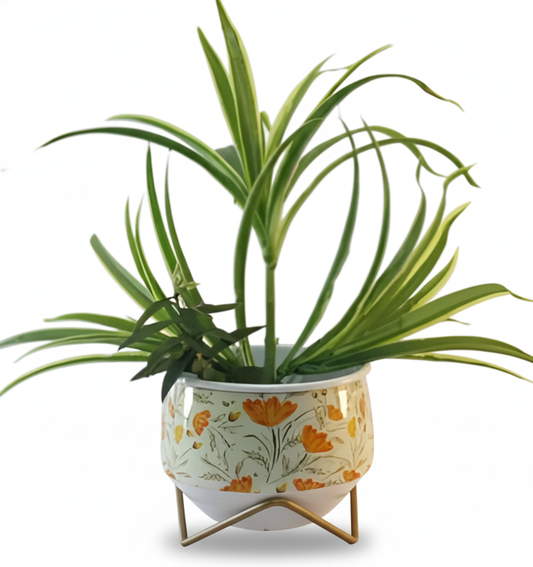 Potted plant with a decorative pot featuring floral patterns on a white background