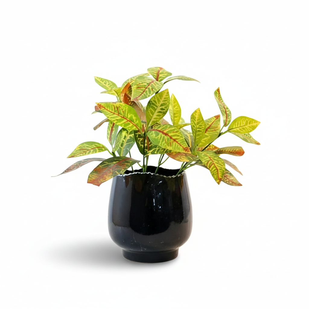 Potted plant with green and red leaves in a black pot on a white background