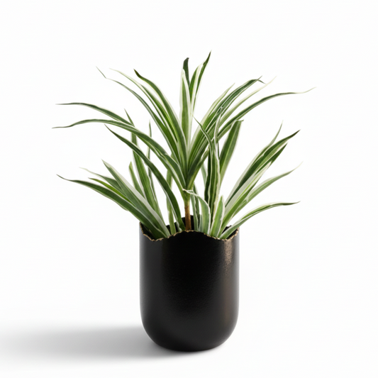 Potted plant with green leaves in a black pot on a white background