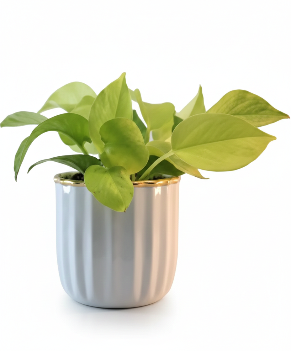 Compact Round Metal Planter – Smooth Gloss Finish