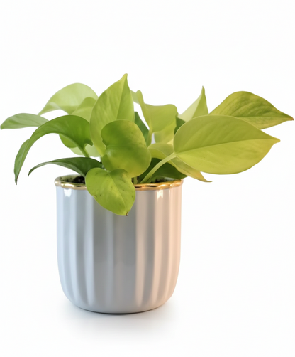 Compact Round Metal Planter – Smooth Gloss Finish