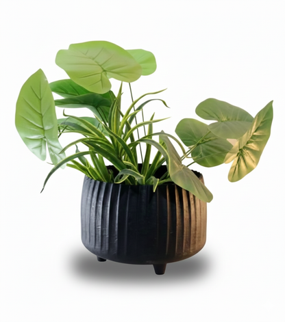 Potted plant with green leaves in a decorative pot on a white background
