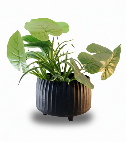 Potted plant with green leaves in a decorative pot on a white background