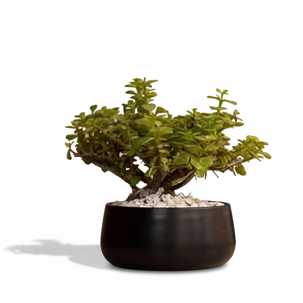 Bonsai tree in a black pot on a white background