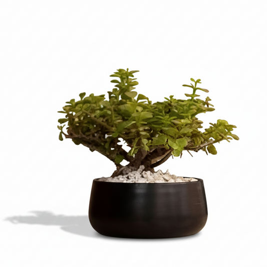 Bonsai tree in a black pot on a white background