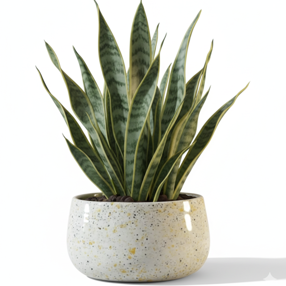 Wide Rim Round Stone-Finish Pot