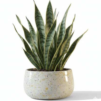 Wide Rim Round Stone-Finish Pot