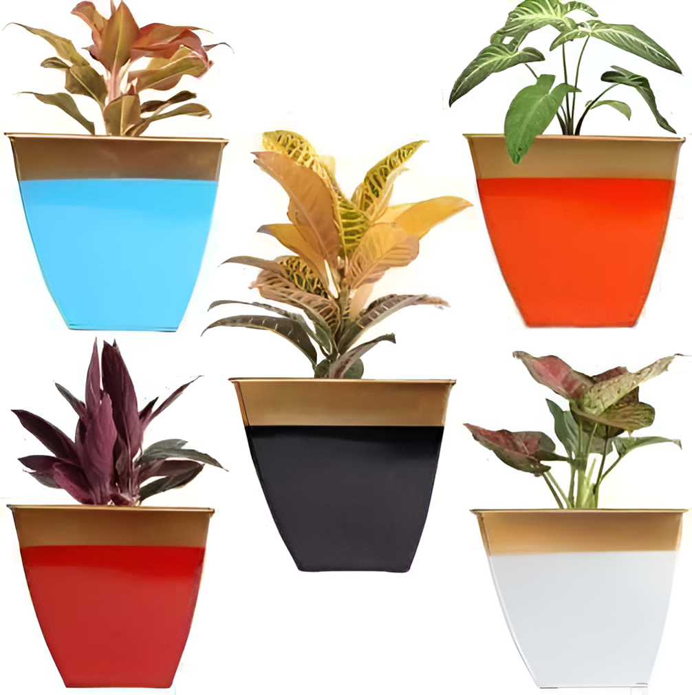 Set of six potted plants in multicolored pots on a white background