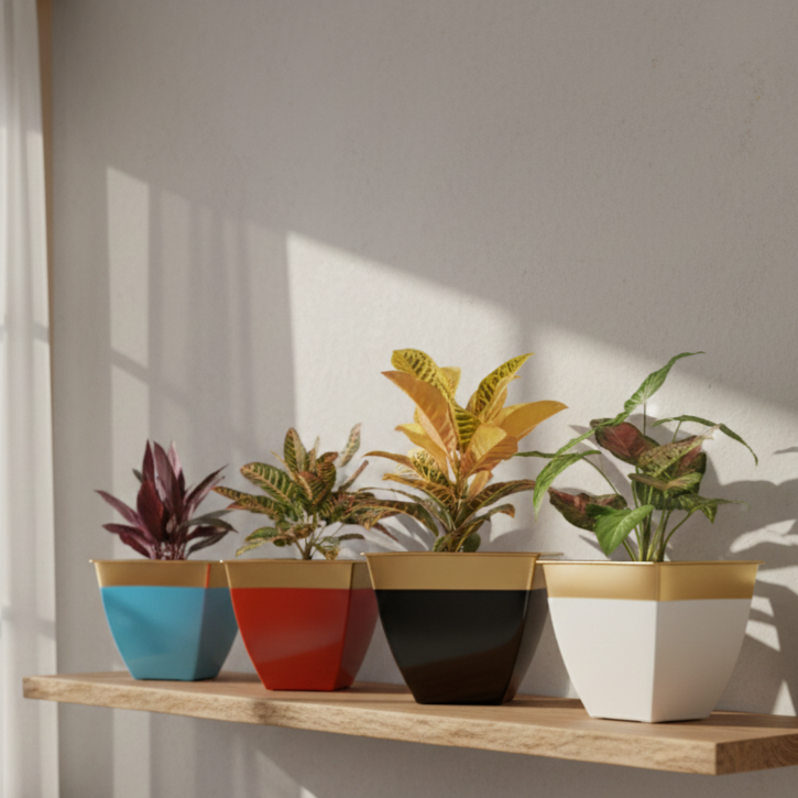 Four potted plants in colorful pots on a wooden shelf with a light background